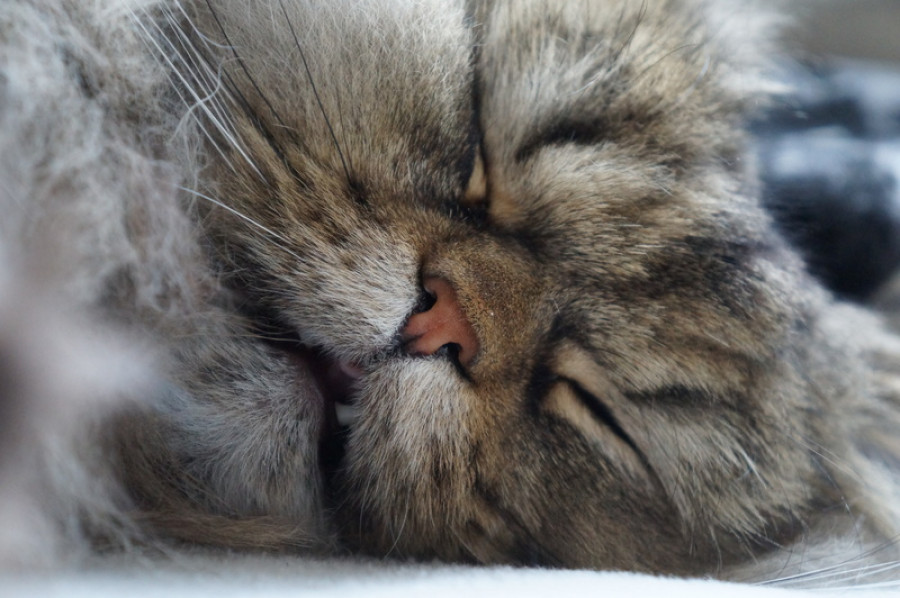 Cat felidae whiskers small to medium sized cats snout close up 1573107 pxhere