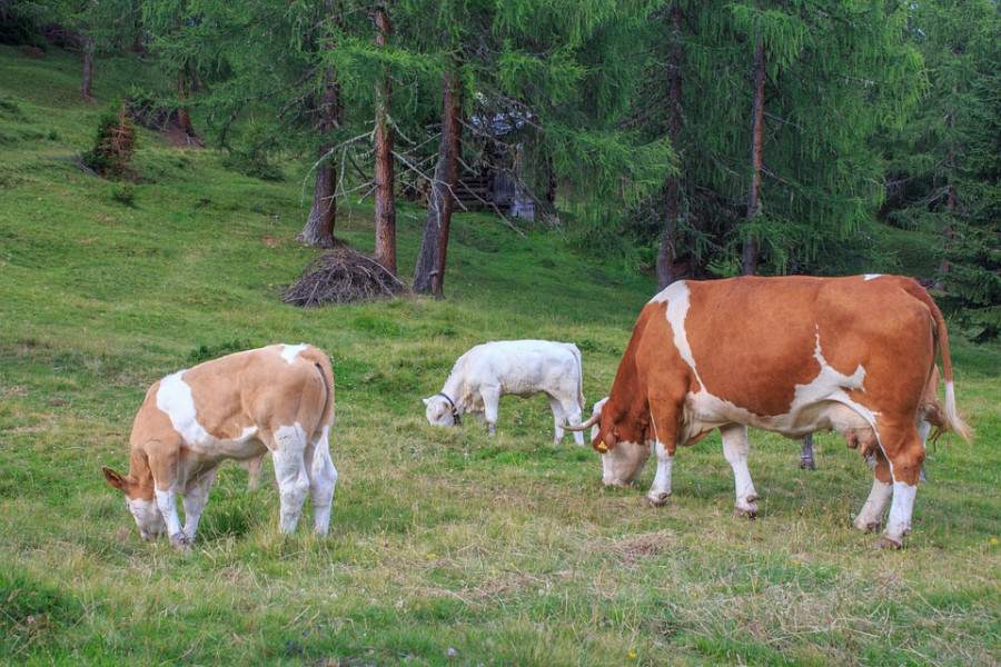 Cow herd 842568 960 720