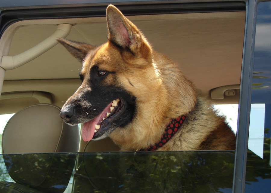 Viajar con mascotas