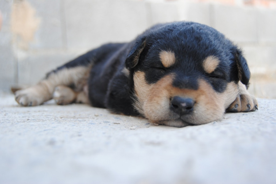 Puppy dog animal pet mammal vertebrate 1067174 pxhere