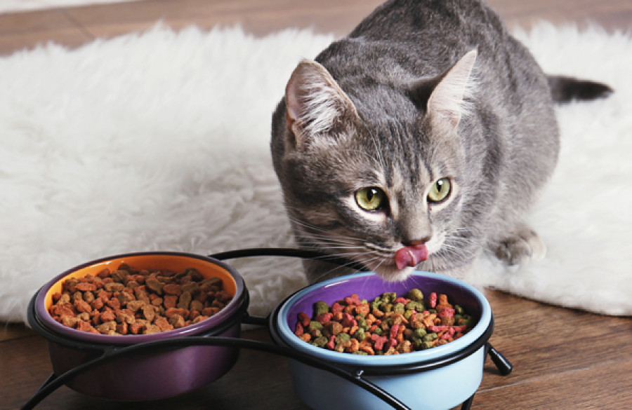 Сколько дней кошка может прожить без еды. Кот ест из миски. Сколько кошка может без еды.