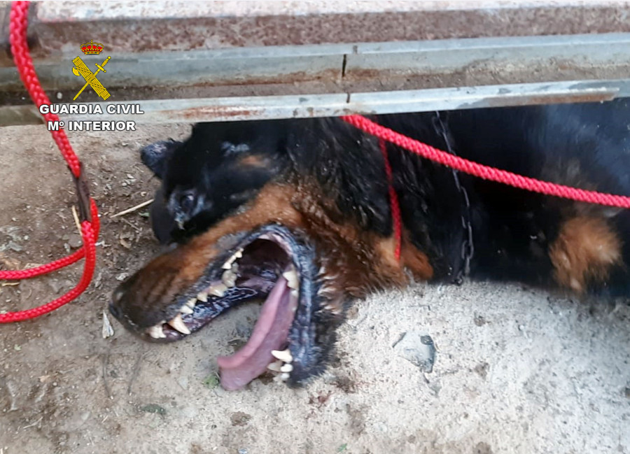 20190724 RESCATE PERRO SANTOMERA 02