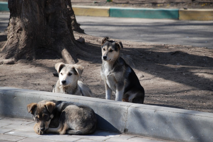 Dog animal pet mammal pets dogs 280250 pxhere