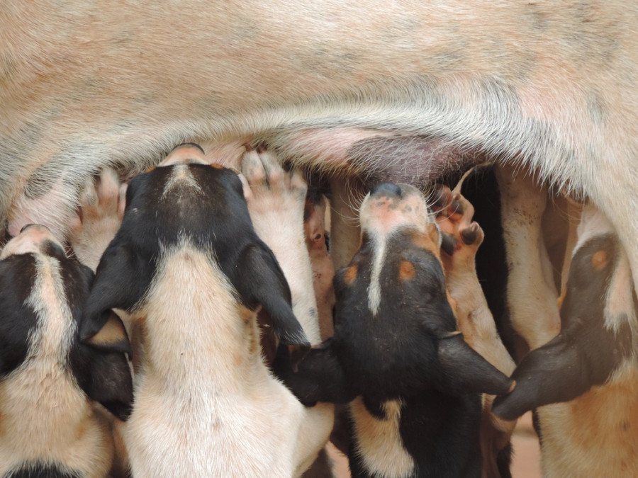 Balcony goat mammal goats nose vertebrate 932973 pxhere