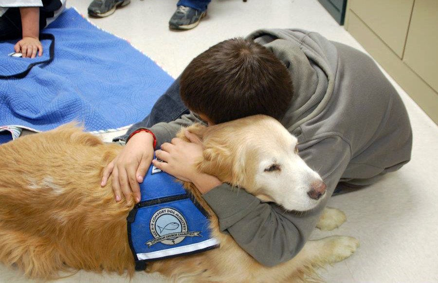 Boston therapy comfort dog