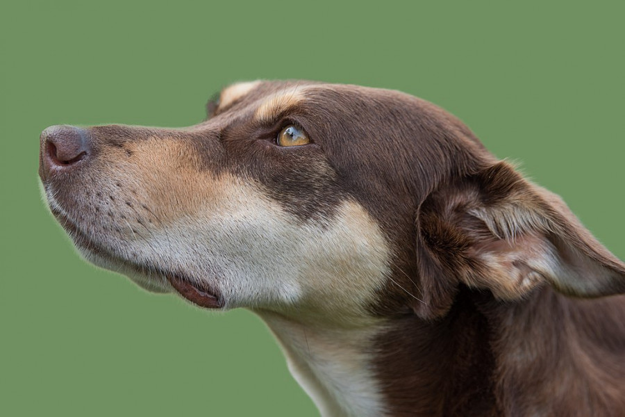 1024px Dogs D81 2018 (43358493865)