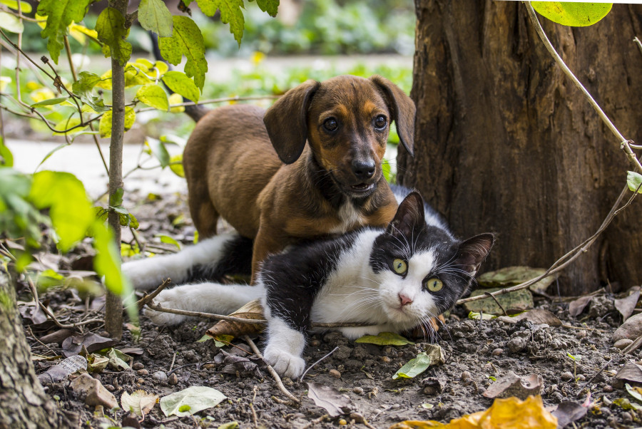 Amistad perro gato animal animales 327011