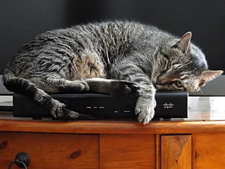 Warm animal pet kitten cat sleeping 767580 pxhere