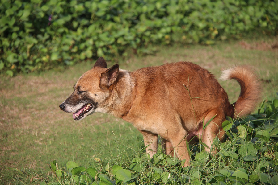 Defecate brown dog Sri Lanka