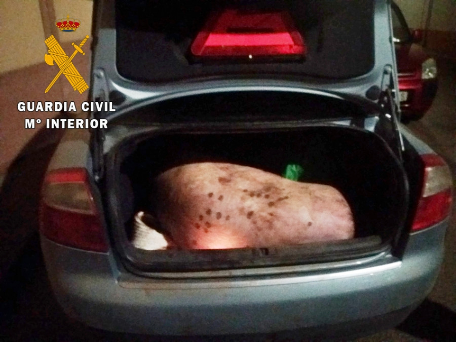 Cerdo en el interior del  maletero