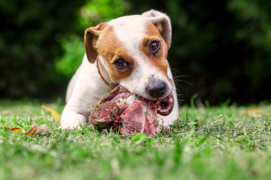 Dog raw meat AdobeStock 132064414 1024x683