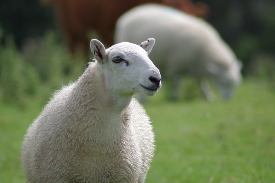 Sheep ewe wool animals 2d04f6 1024