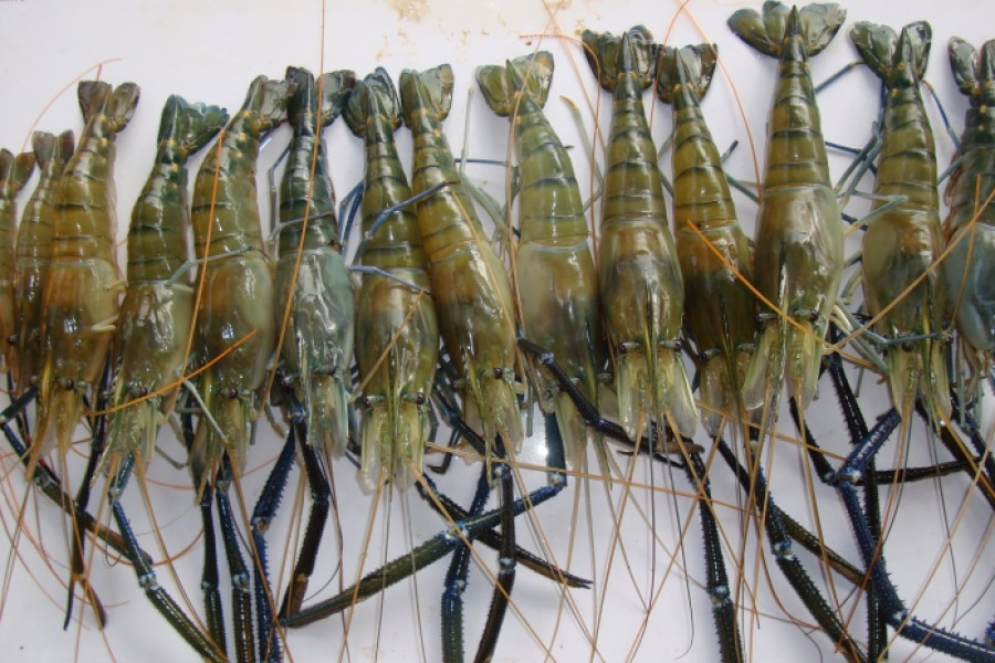 Prawns