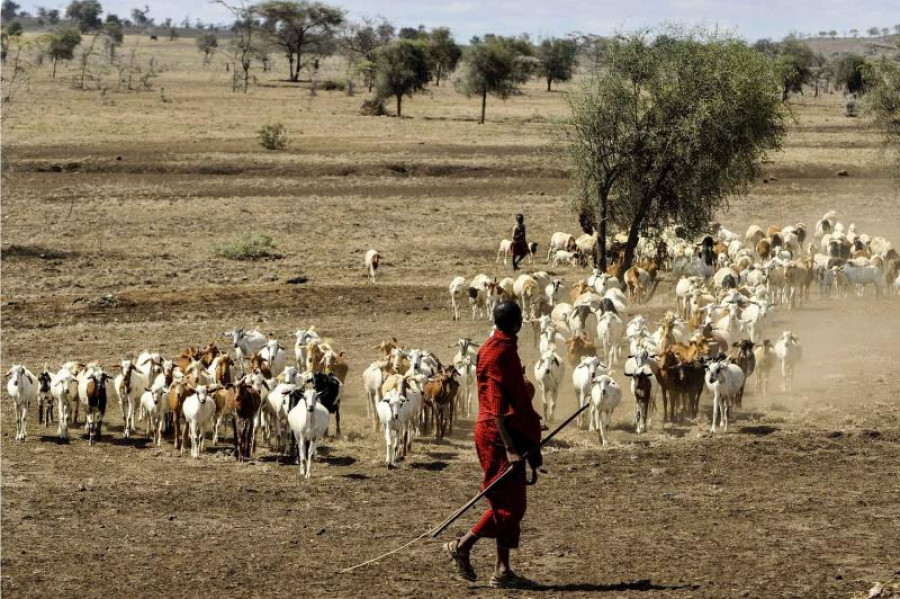 NS19040 goats maasai herdsman 802888