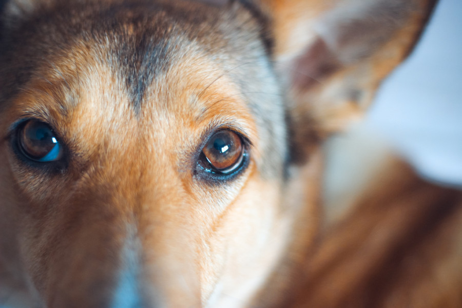 Dog brown red eye dog breed canidae 1583629 pxhere