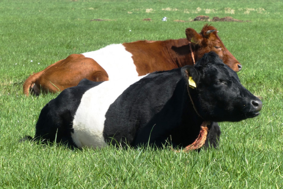 Cow whey grass cows nature meadow 1586129 pxhere
