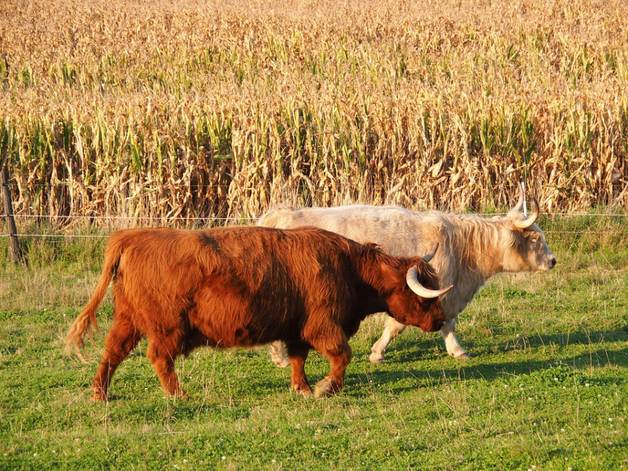 Beef 2800361 960 720