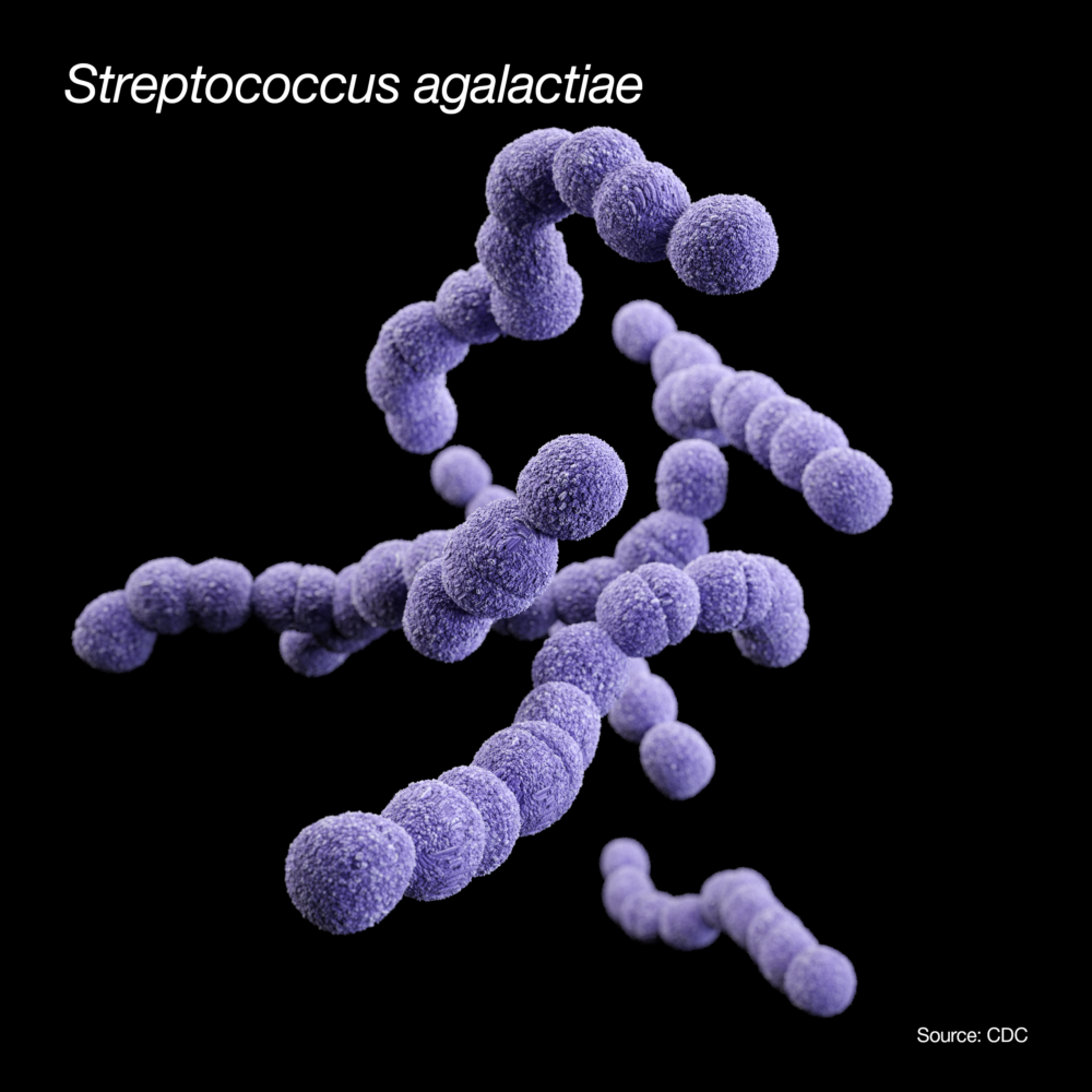 CDC Strep agalactiae image
