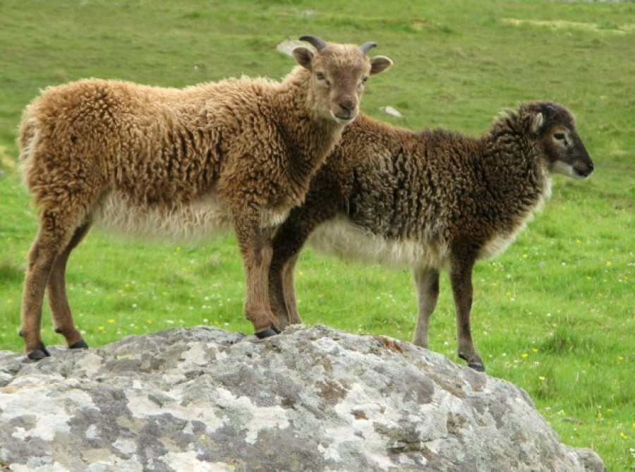 Soay lambs on Hirta