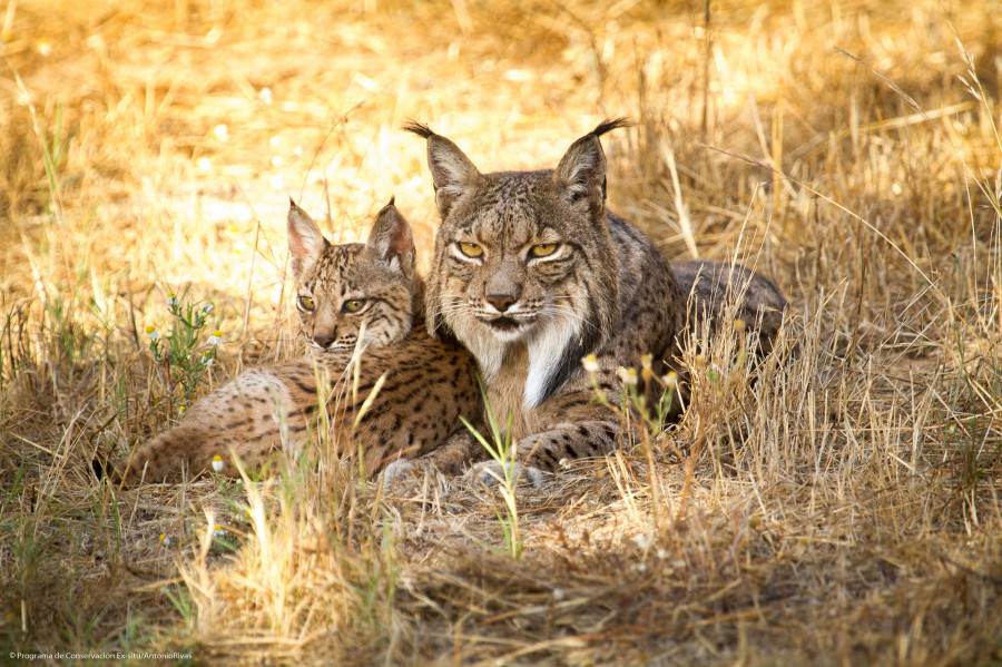 Linces / Antonio Rivas