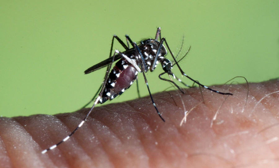 Aedes Albopictus B