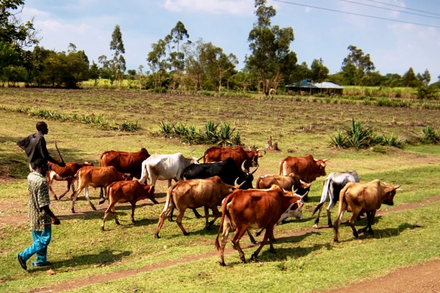 Kenya cattle farm