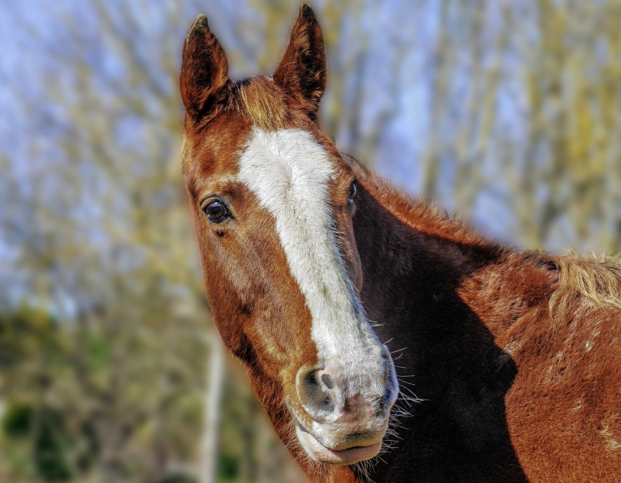 Horse