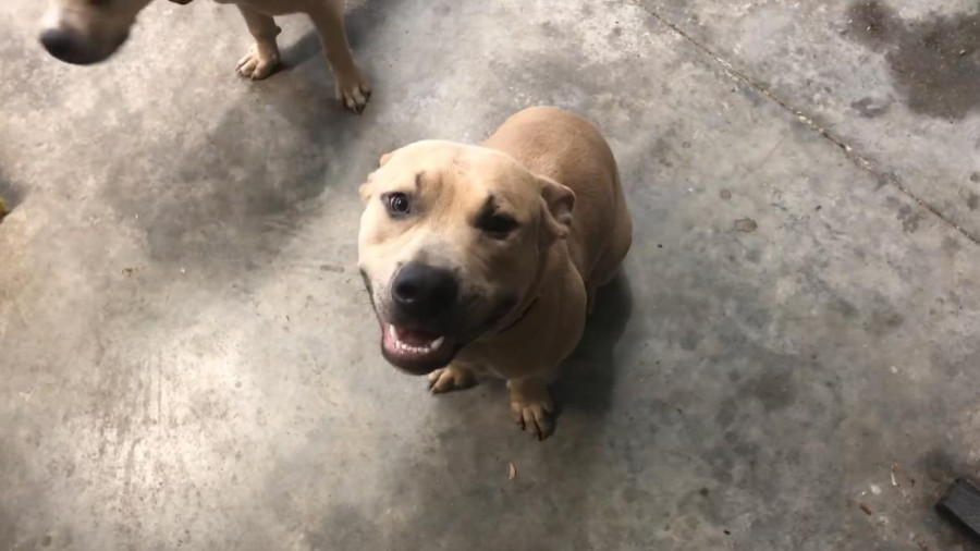 190929231927 zeus hero dog 2 super 169