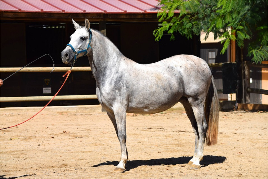Andalusian 2137546 960 720