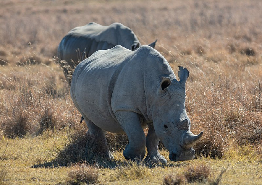 800px Rinocerontes blancos (Ceratotherium simum), Santuario de Rinocerontes Khama, Botsuana, 2018 08 02, DD 05