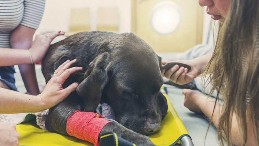 Dog euthanasia 3 1280x720