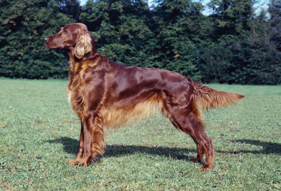 Irish setter