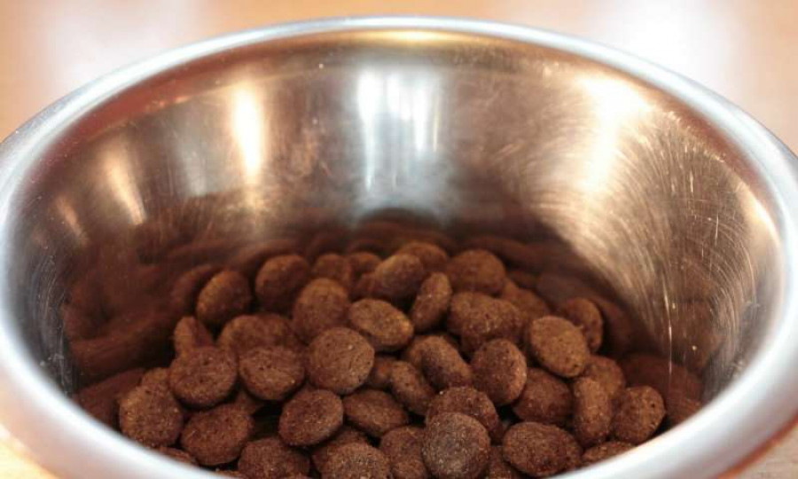 1 dogfood