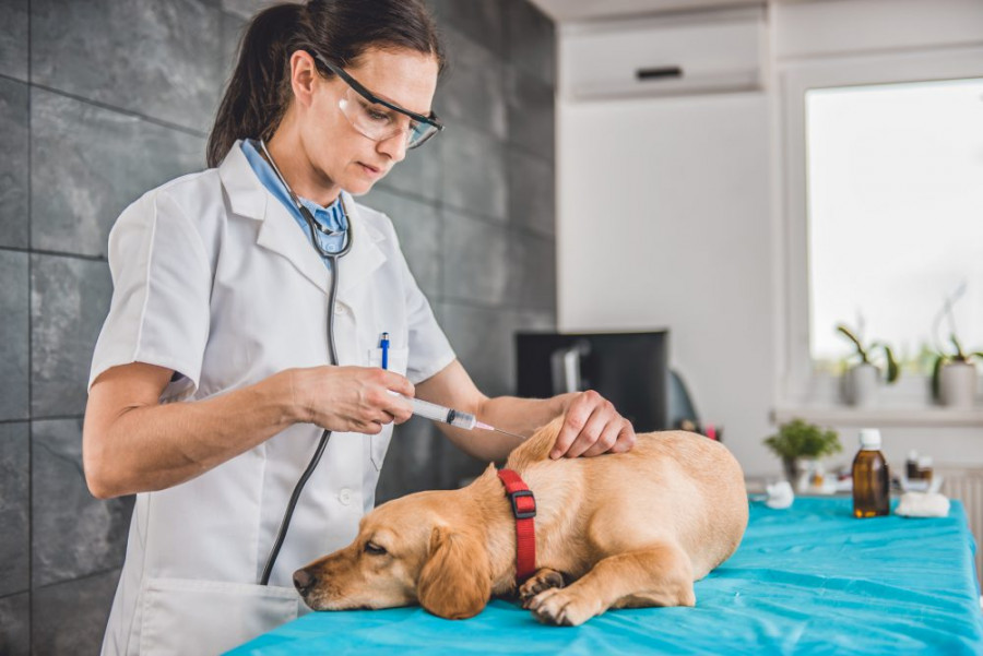 Pet vaccines e1550889976589