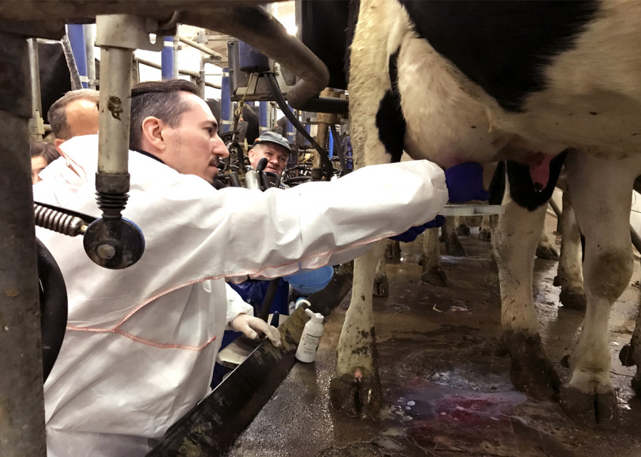Testing a cow for mastitis edit