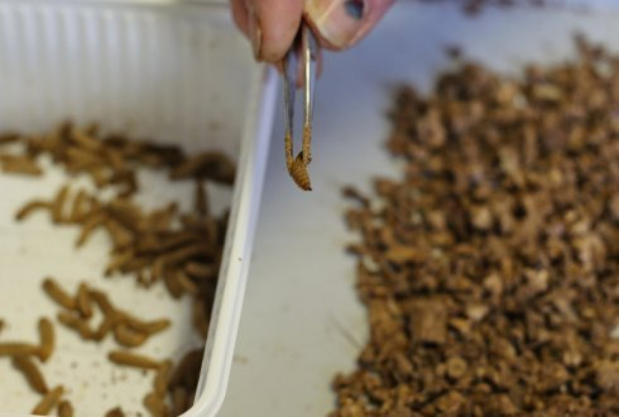 piensos insectos