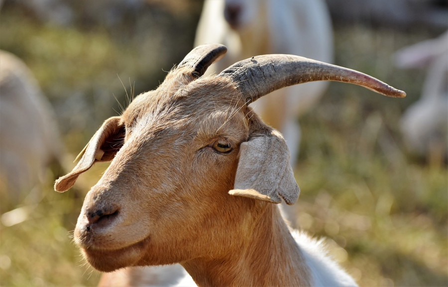 Goat 4383002 1280