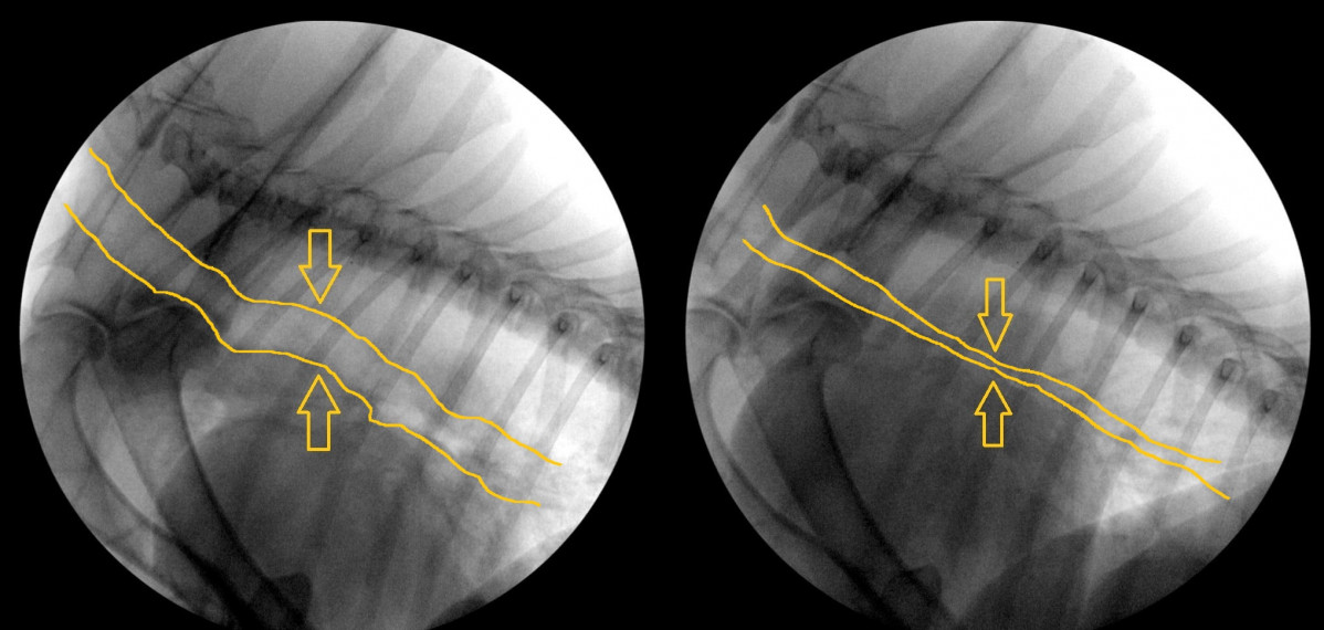 Combined x rays BC updated