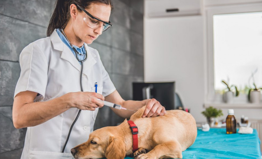 Pet vaccines e1550889976589