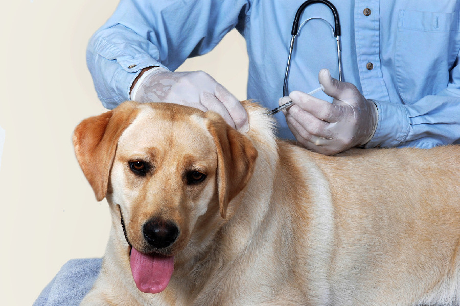 Pet vaccination