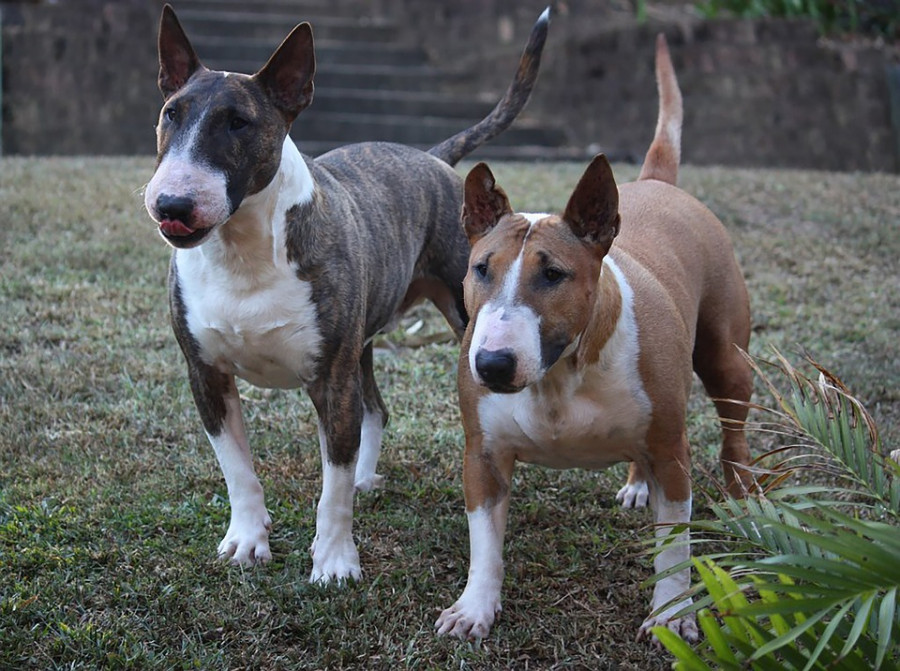 Dog 3633958 960 720