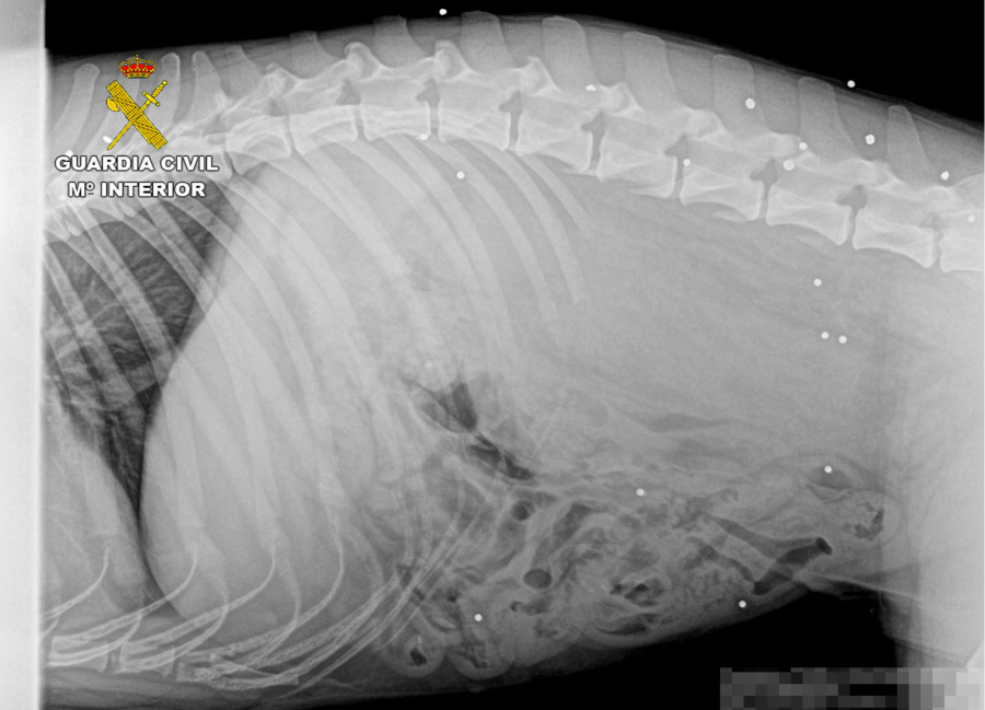 20191105 MALTRATO ANIMAL PPN AGUILAS 07 RADIOGRAFIAS PLOMOS