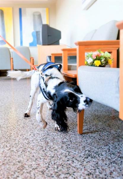 Angus sniffing chair vancouver coastal health