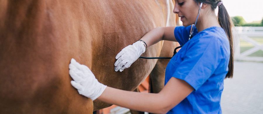 Vet and horse smaller 1150x500