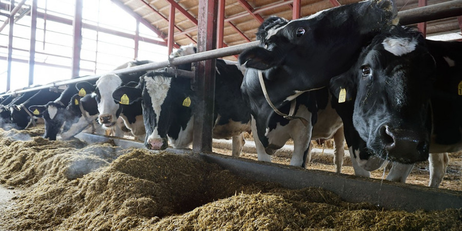 Cows cardoso sm