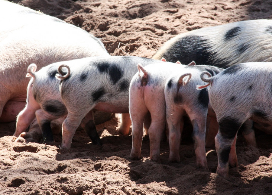 Animal pet mammal fauna piglet pigs 922635 pxhere