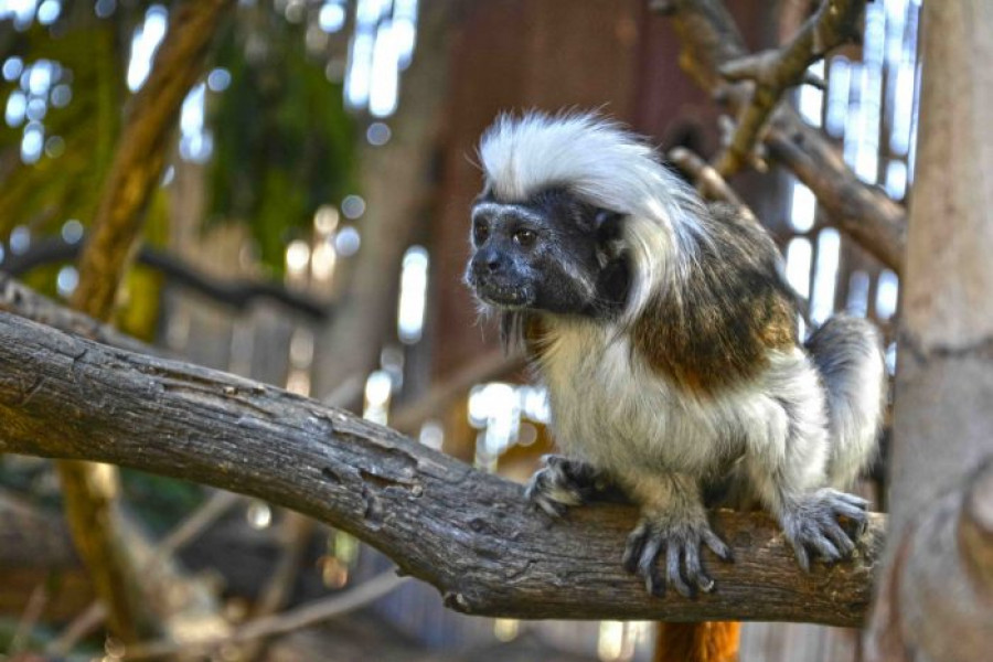 Titi cabeza algodon min 1 700x467
