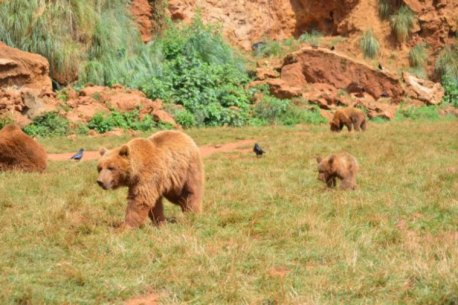 Cantabria   Parque de Cabarceno   oso pardo   animales salvajes