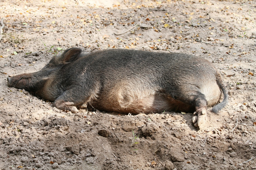 Boar 2423250 1280