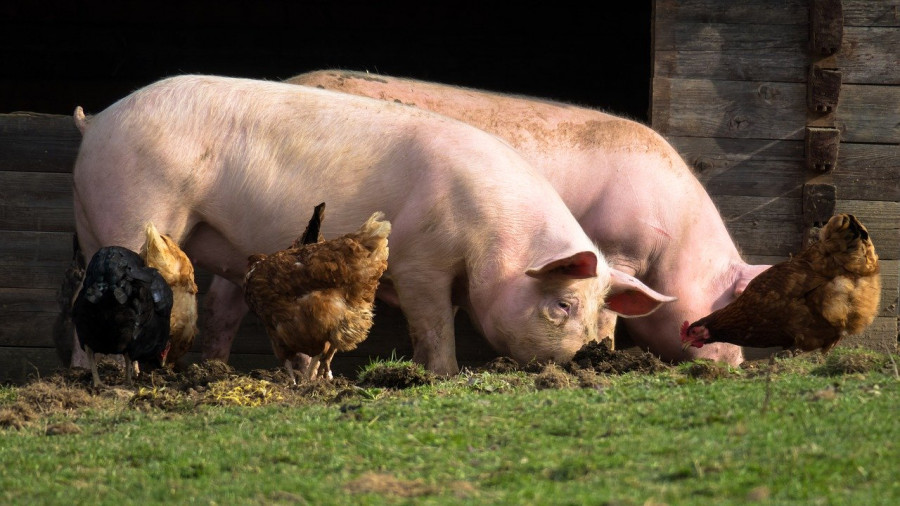 Pigs 4125935 1280